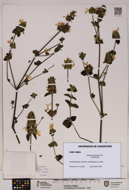 Dicliptera paposana [Espécimen: UDEC:CONC:0169918]
