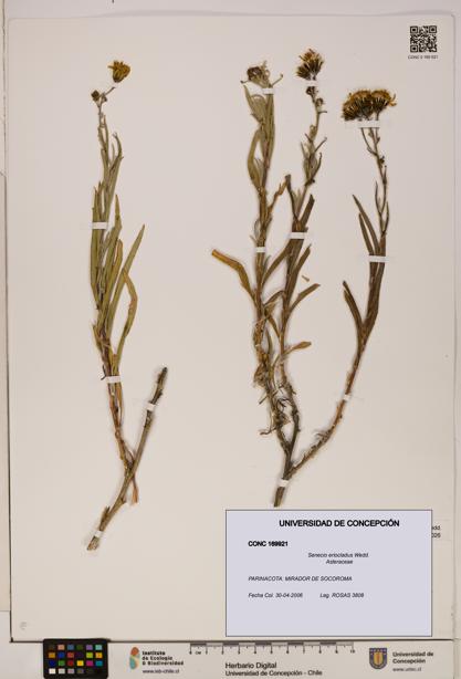Senecio eriocladus [Espécimen: UDEC:CONC:0169921]