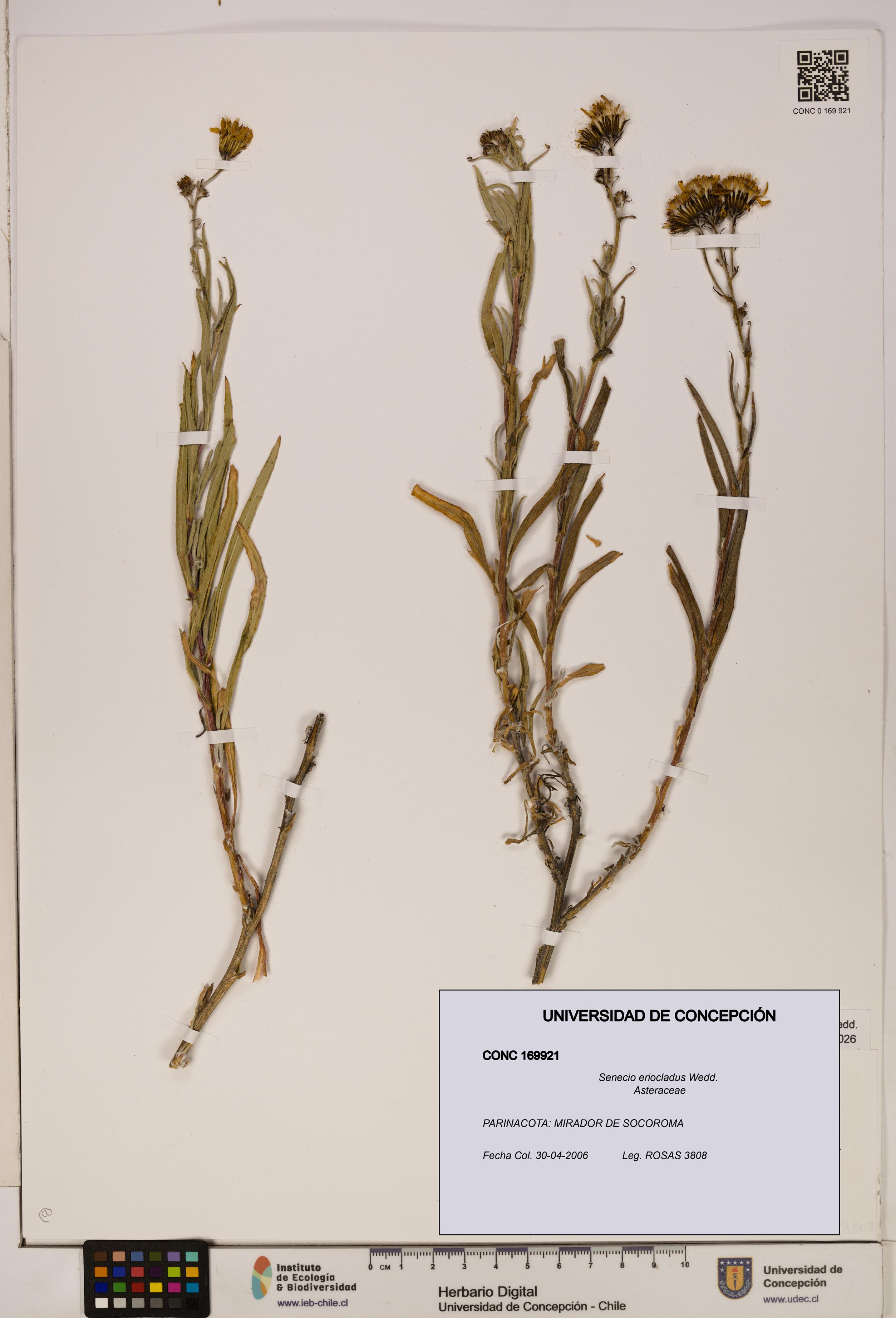 Senecio eriocladus [Espécimen: UDEC:CONC:0169921]
