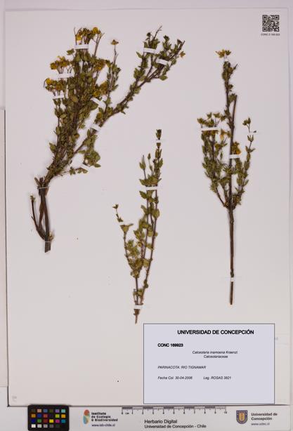 Calceolaria inamoena [Espécimen: UDEC:CONC:0169923]