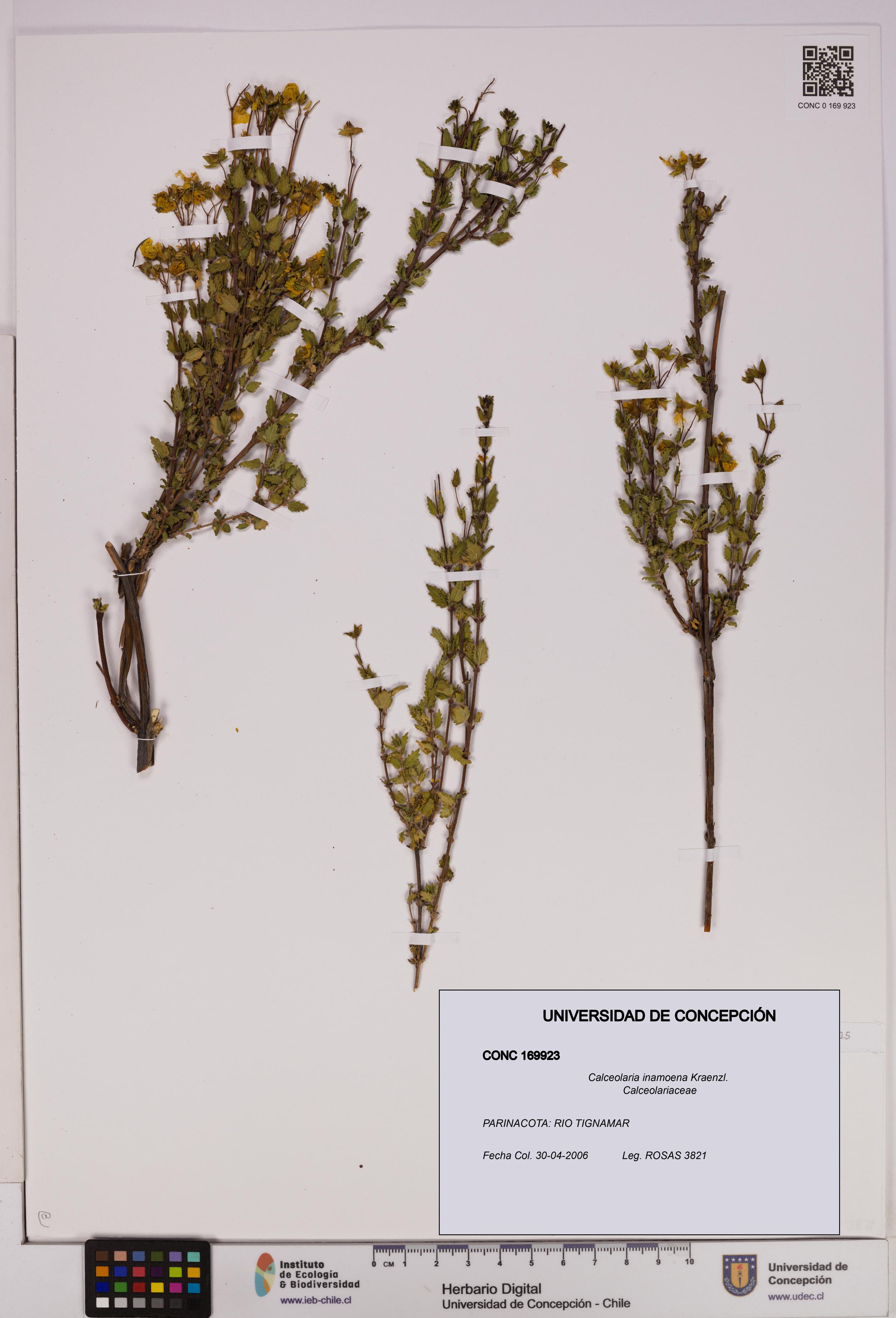 Calceolaria inamoena [Espécimen: UDEC:CONC:0169923]