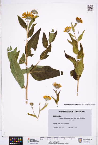 Aldama helianthoides [Espécimen: ]