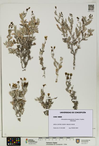 Chersodoma arequipensis [Espécimen: UDEC:CONC:0169925]