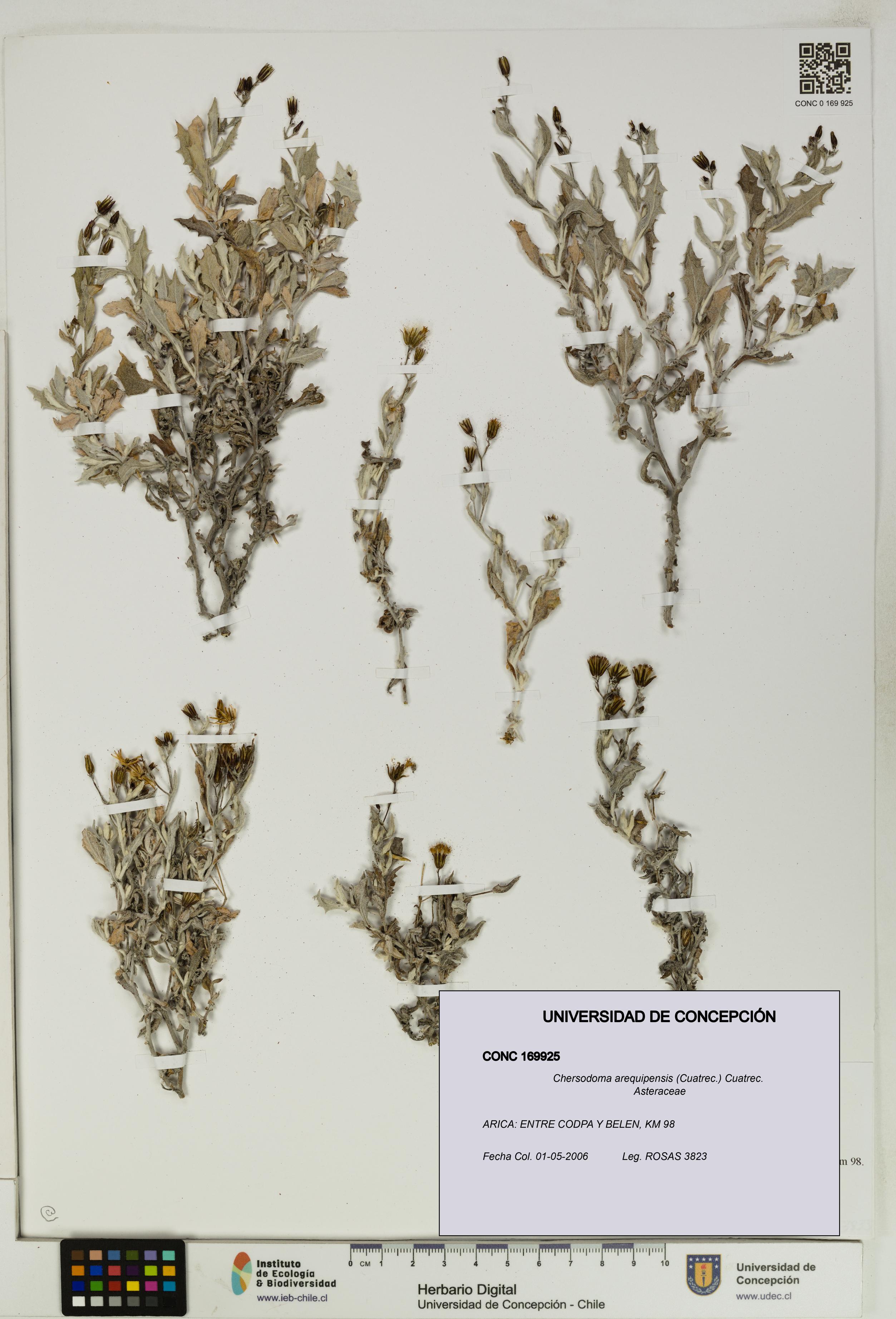 Chersodoma arequipensis [Espécimen: UDEC:CONC:0169925]