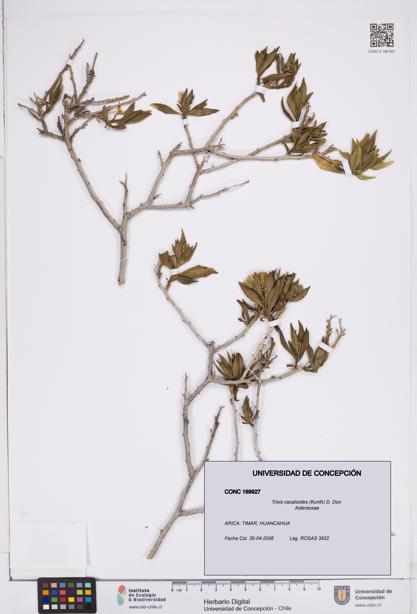 Trixis cacalioides [Espécimen: ]