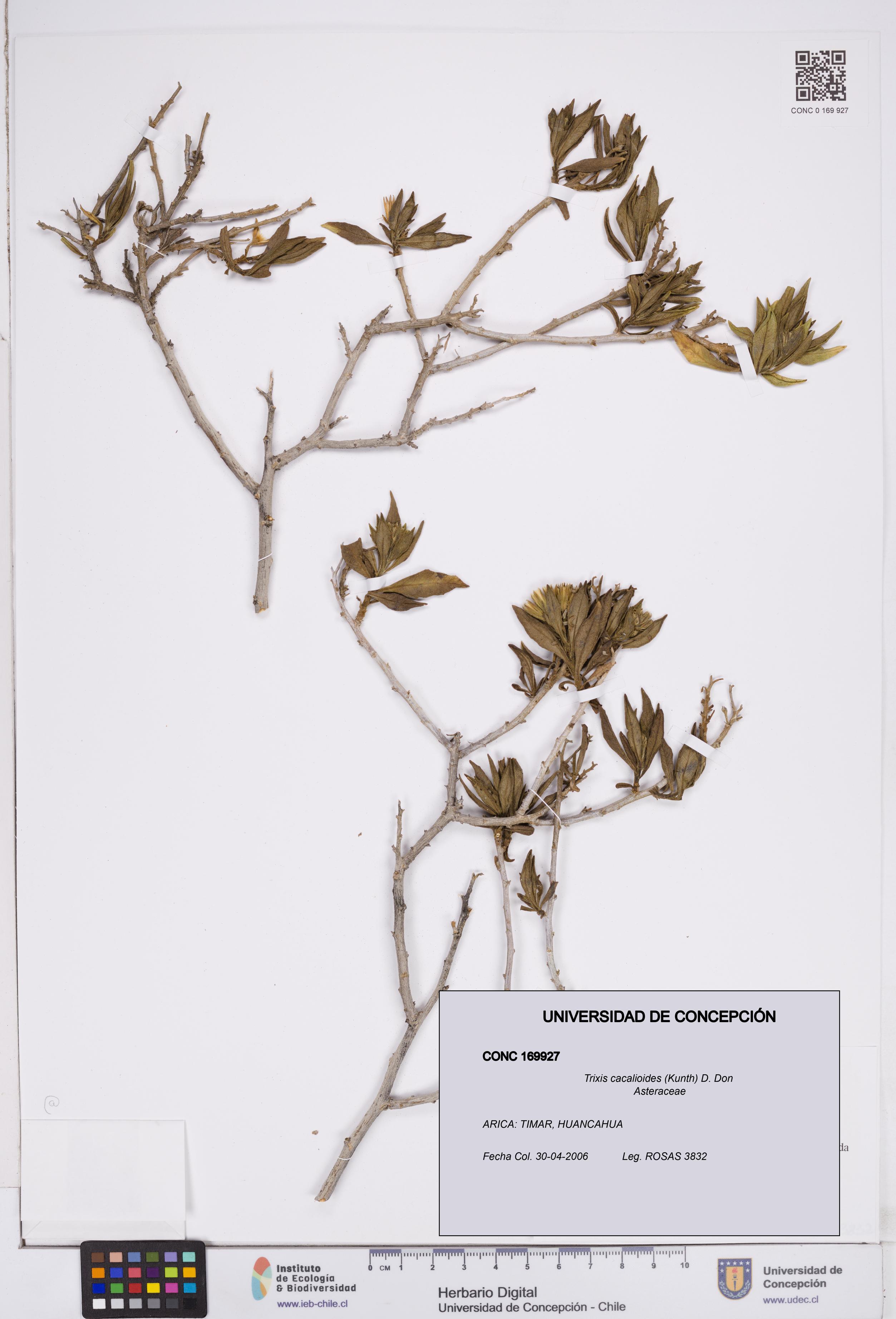 Trixis cacalioides [Espécimen: ]
