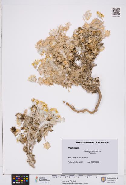 Trichocline caulescens [Espécimen: ]