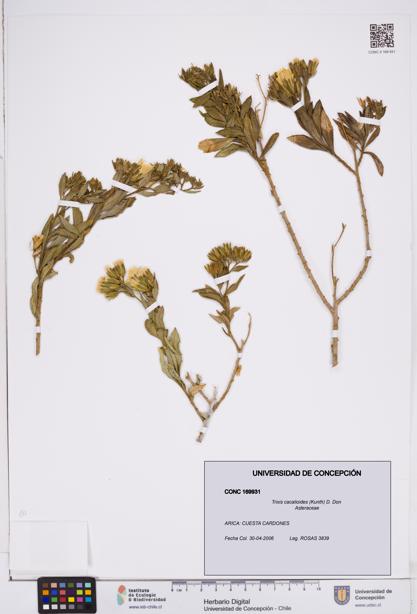 Trixis cacalioides [Espécimen: ]