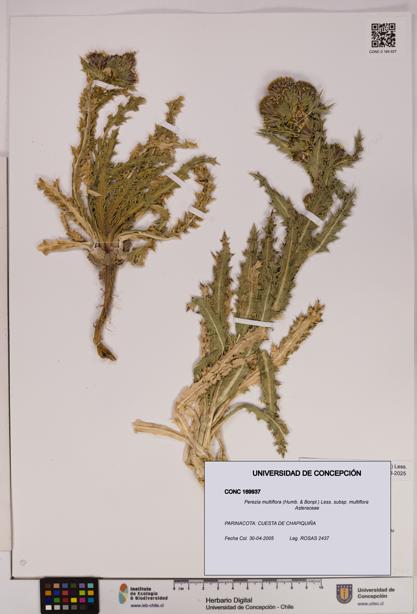 Perezia multiflora subsp. multiflora [Espécimen: UDEC:CONC:0169937]