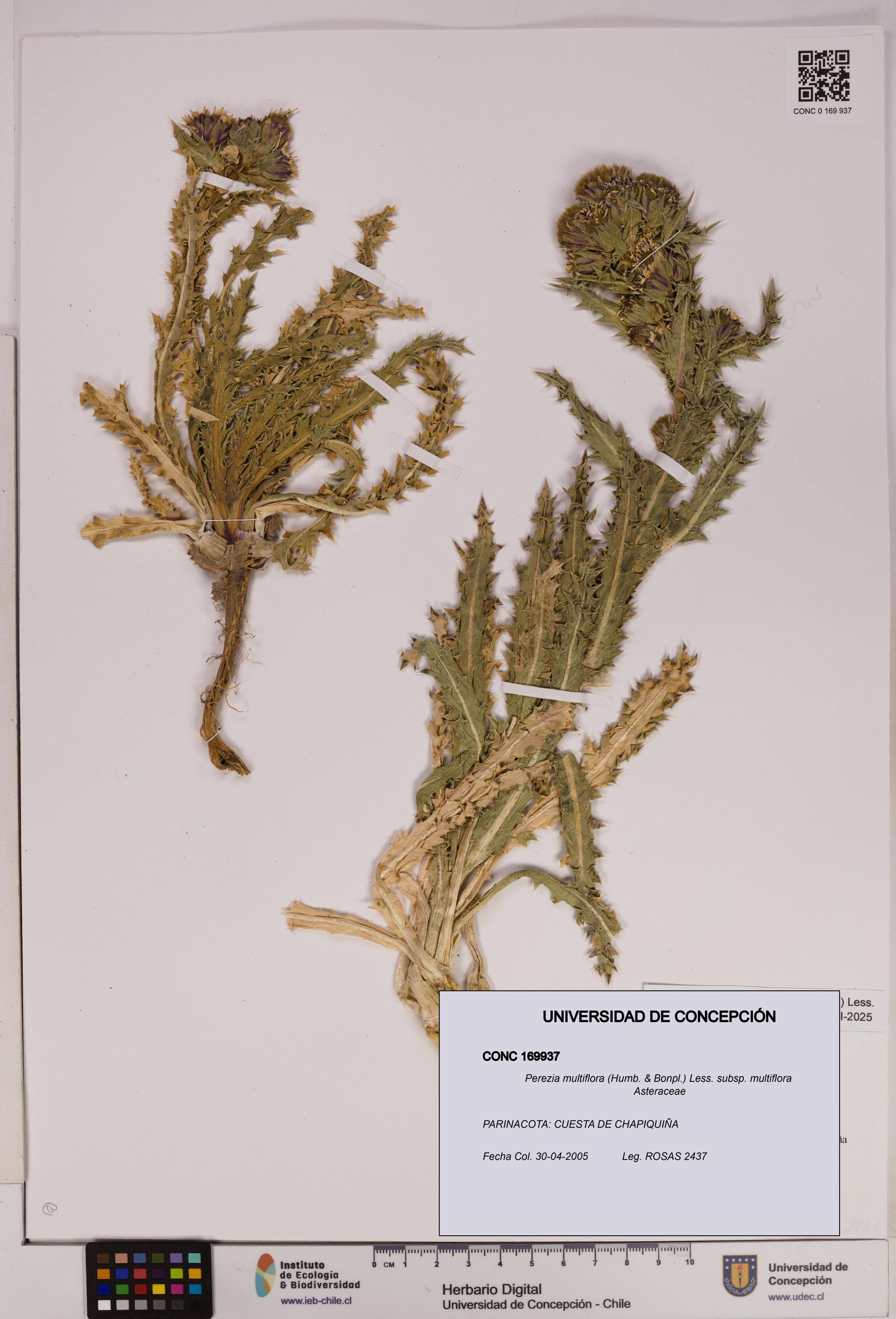 Perezia multiflora subsp. multiflora [Espécimen: UDEC:CONC:0169937]
