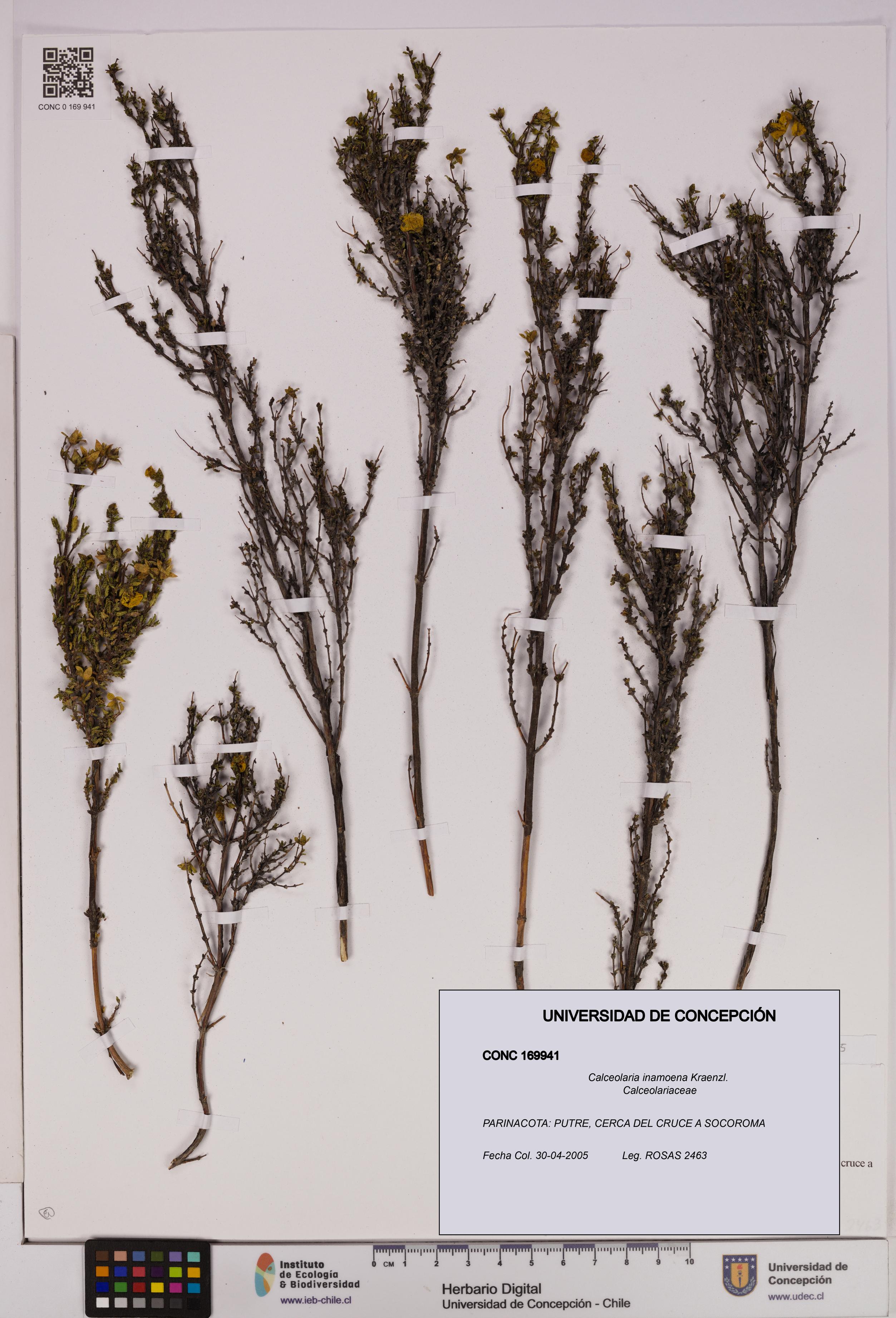 Calceolaria inamoena [Espécimen: UDEC:CONC:0169941]
