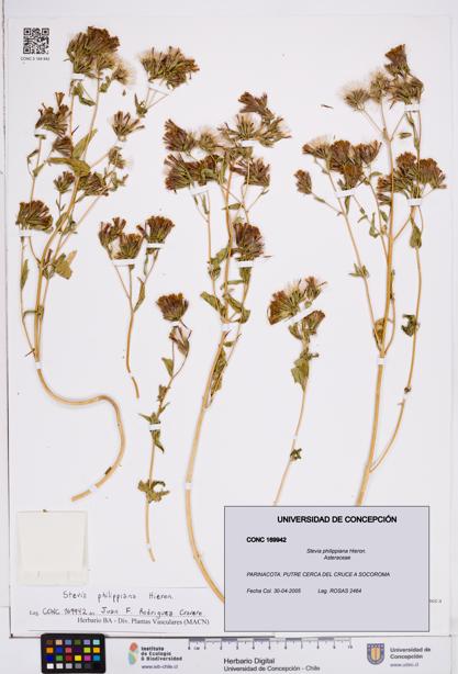 Stevia philippiana [Espécimen: ]