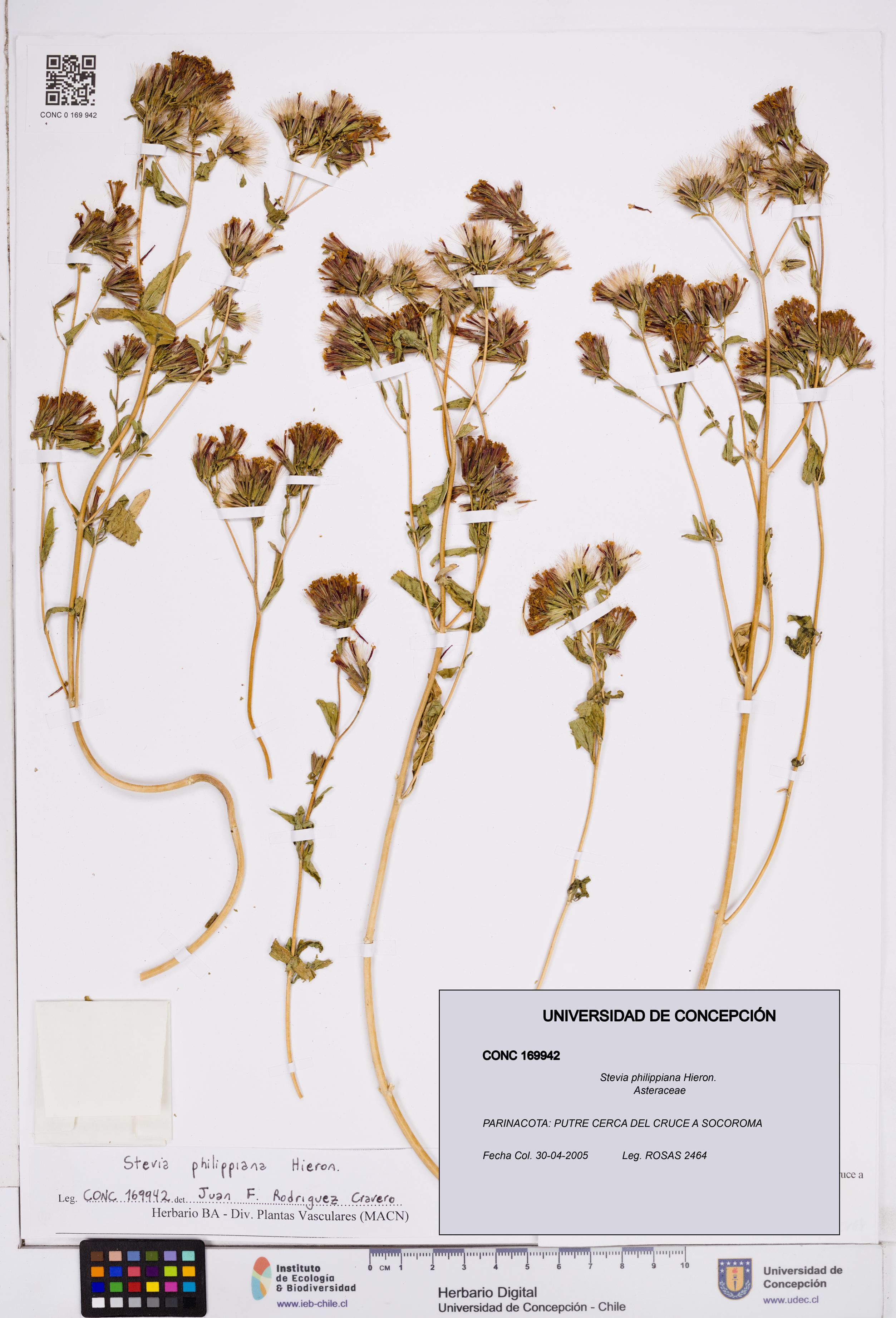 Stevia philippiana [Espécimen: ]