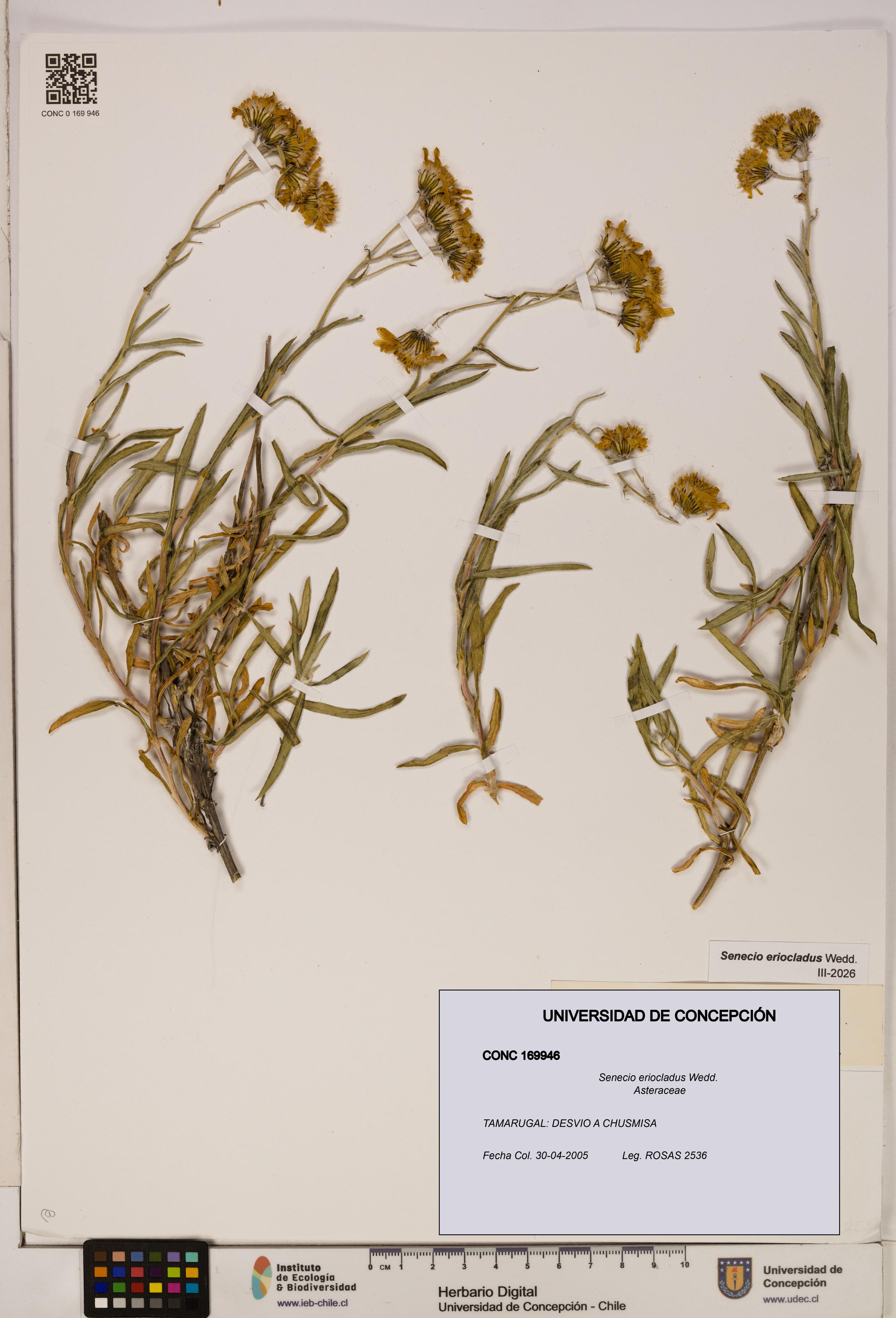 Senecio eriocladus [Espécimen: UDEC:CONC:0169946]