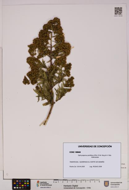 Ophryosporus pinifolius [Espécimen: UDEC:CONC:0169949]