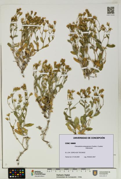 Chersodoma arequipensis [Espécimen: UDEC:CONC:0169955]