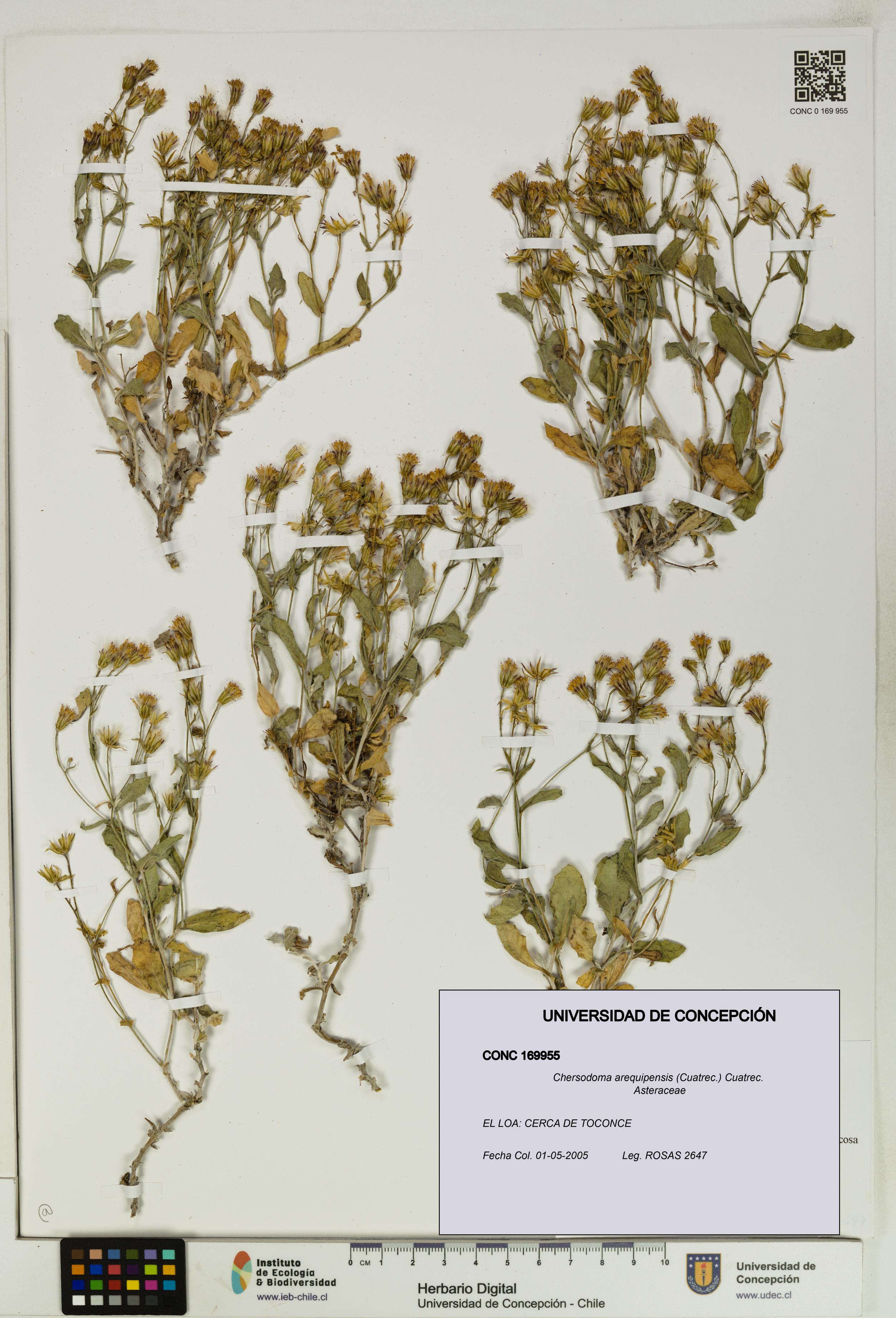 Chersodoma arequipensis [Espécimen: UDEC:CONC:0169955]