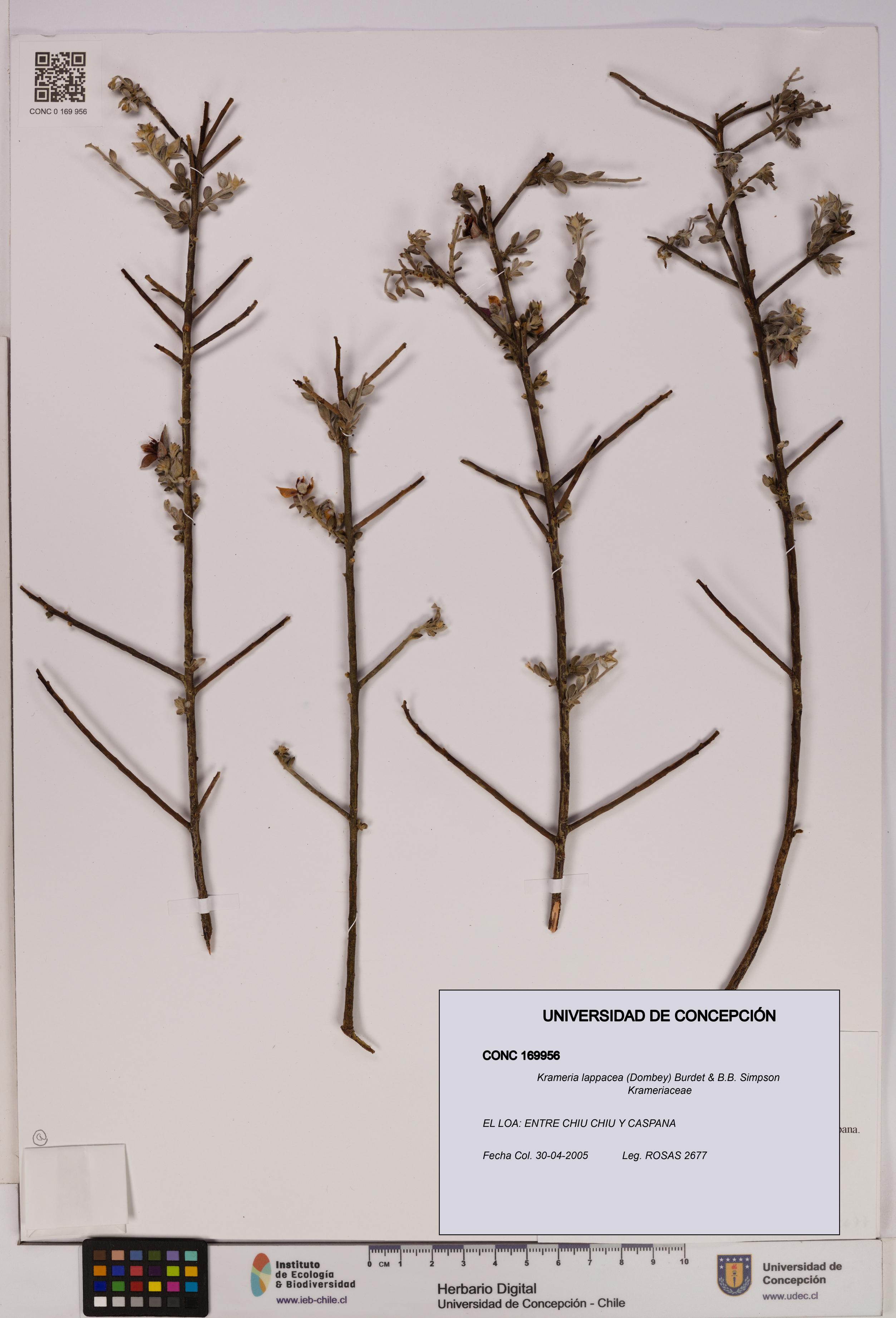 Krameria lappacea [Espécimen: UDEC:CONC:0169956]