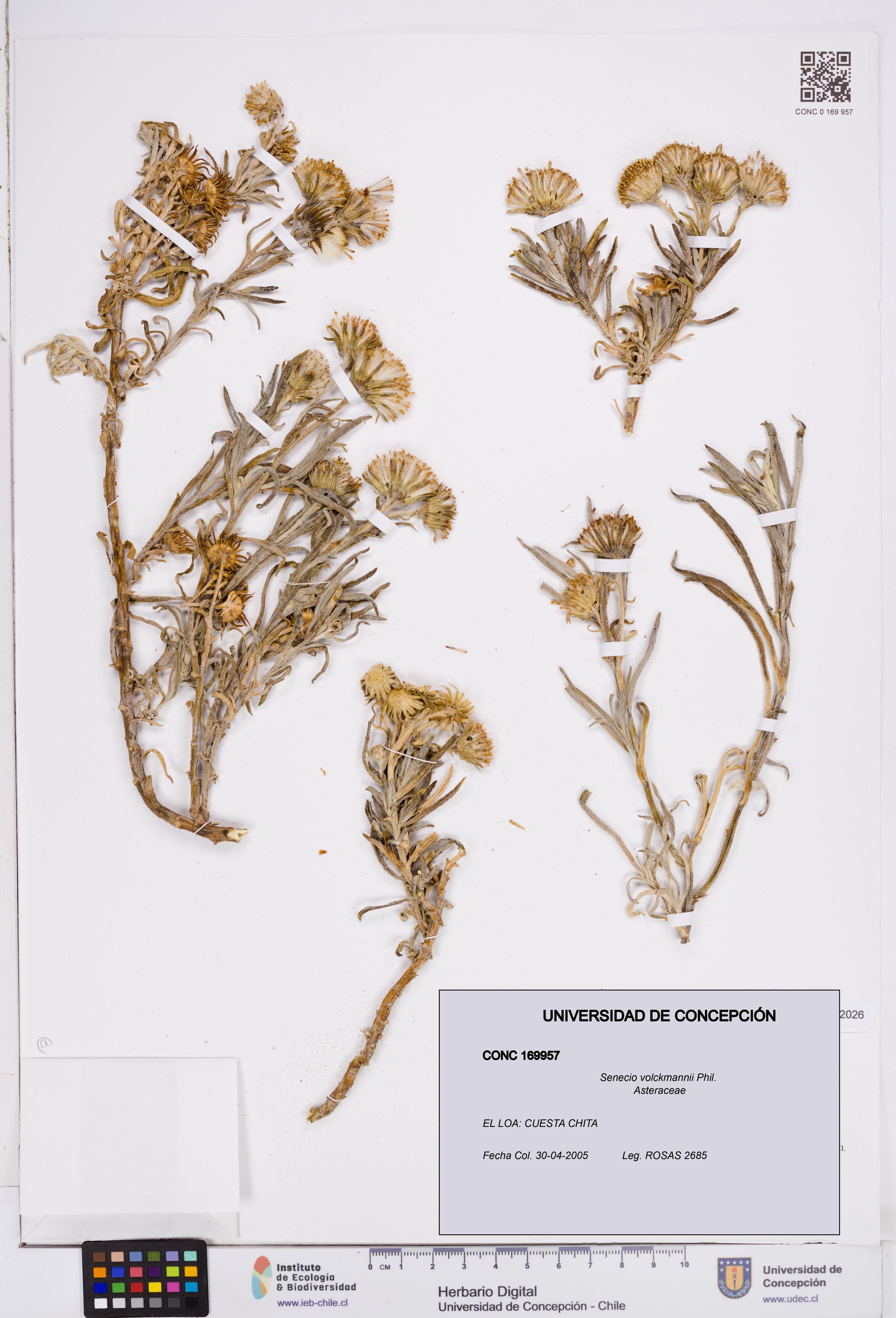 Senecio volckmannii [Espécimen: ]
