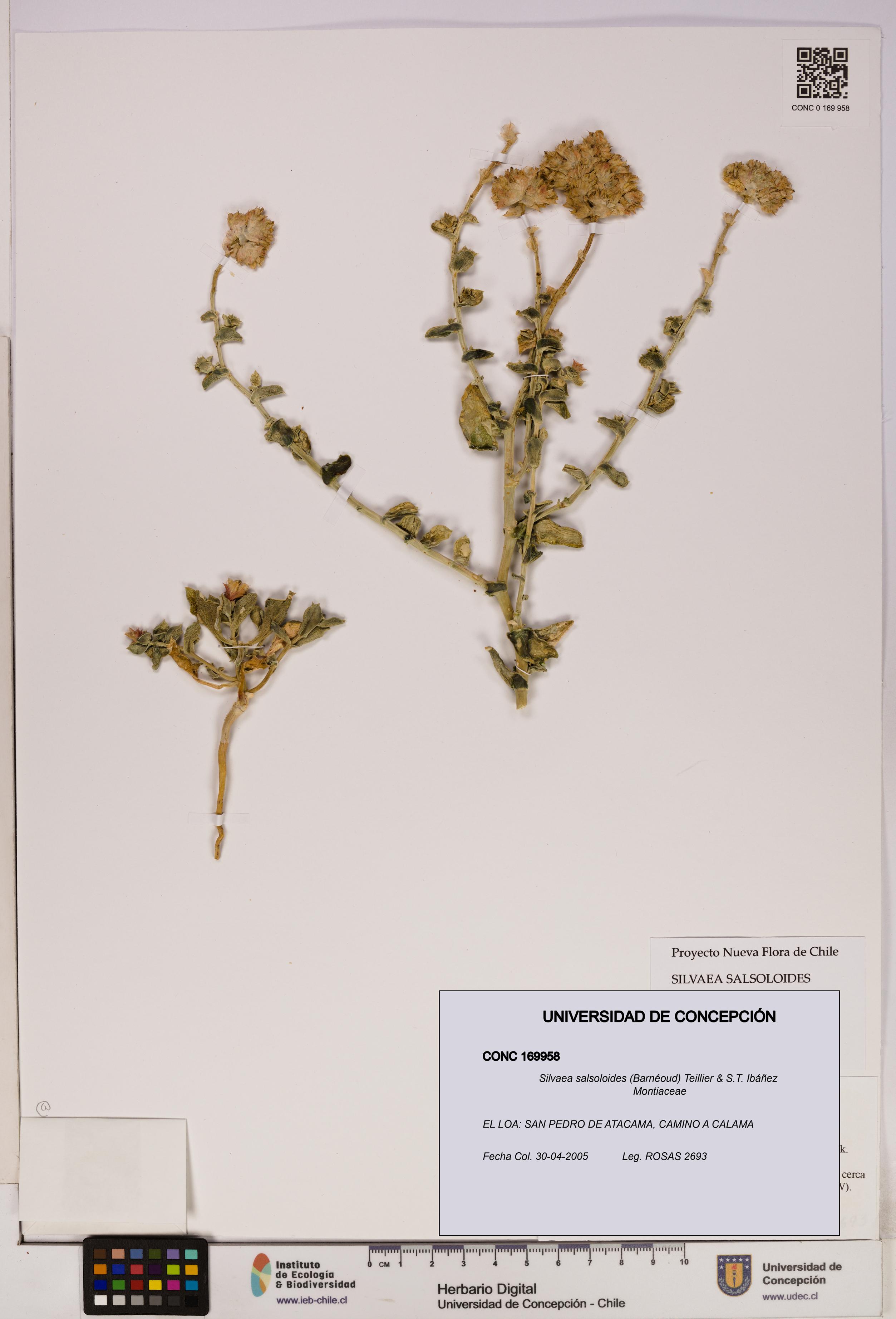 Silvaea salsoloides [Espécimen: UDEC:CONC:0169958]