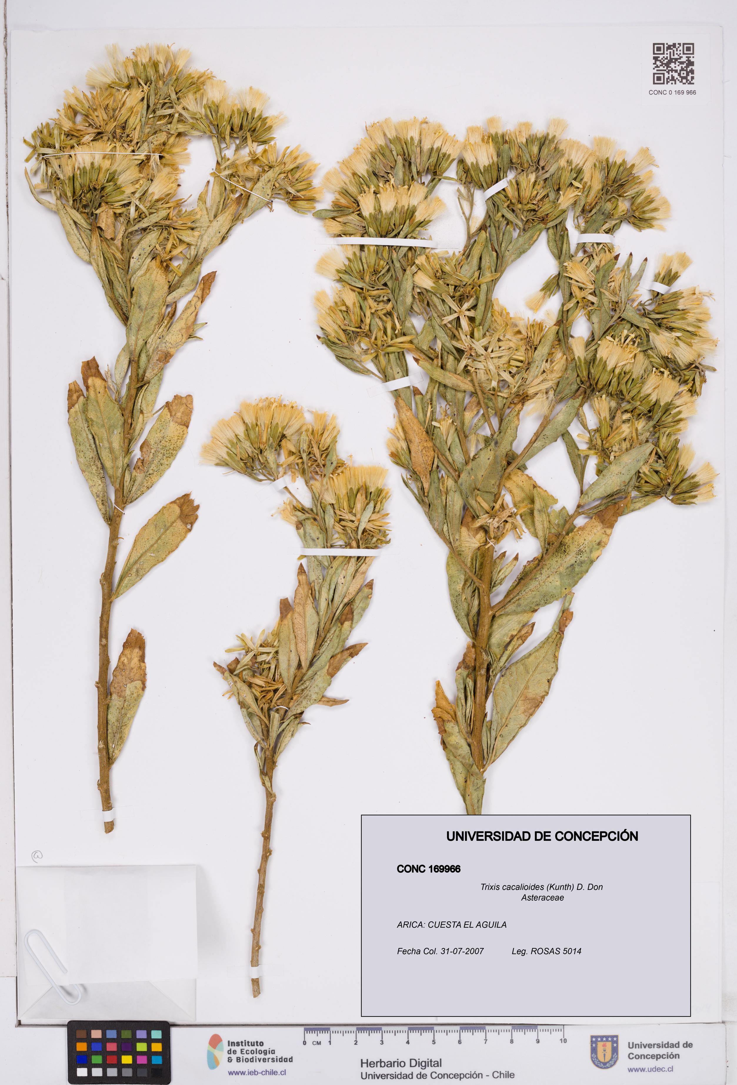 Trixis cacalioides [Espécimen: ]