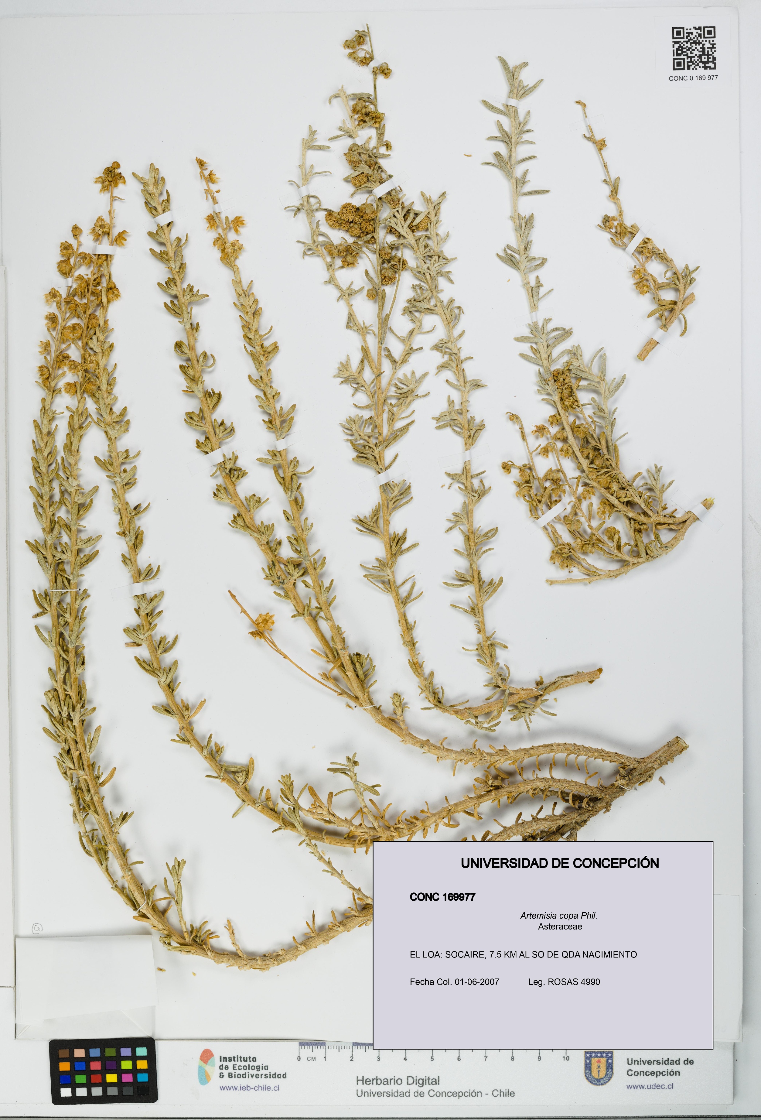 Artemisia copa [Espécimen: UDEC:CONC:0169977]