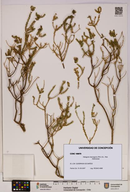 Helogyne macrogyne [Espécimen: UDEC:CONC:0169979]