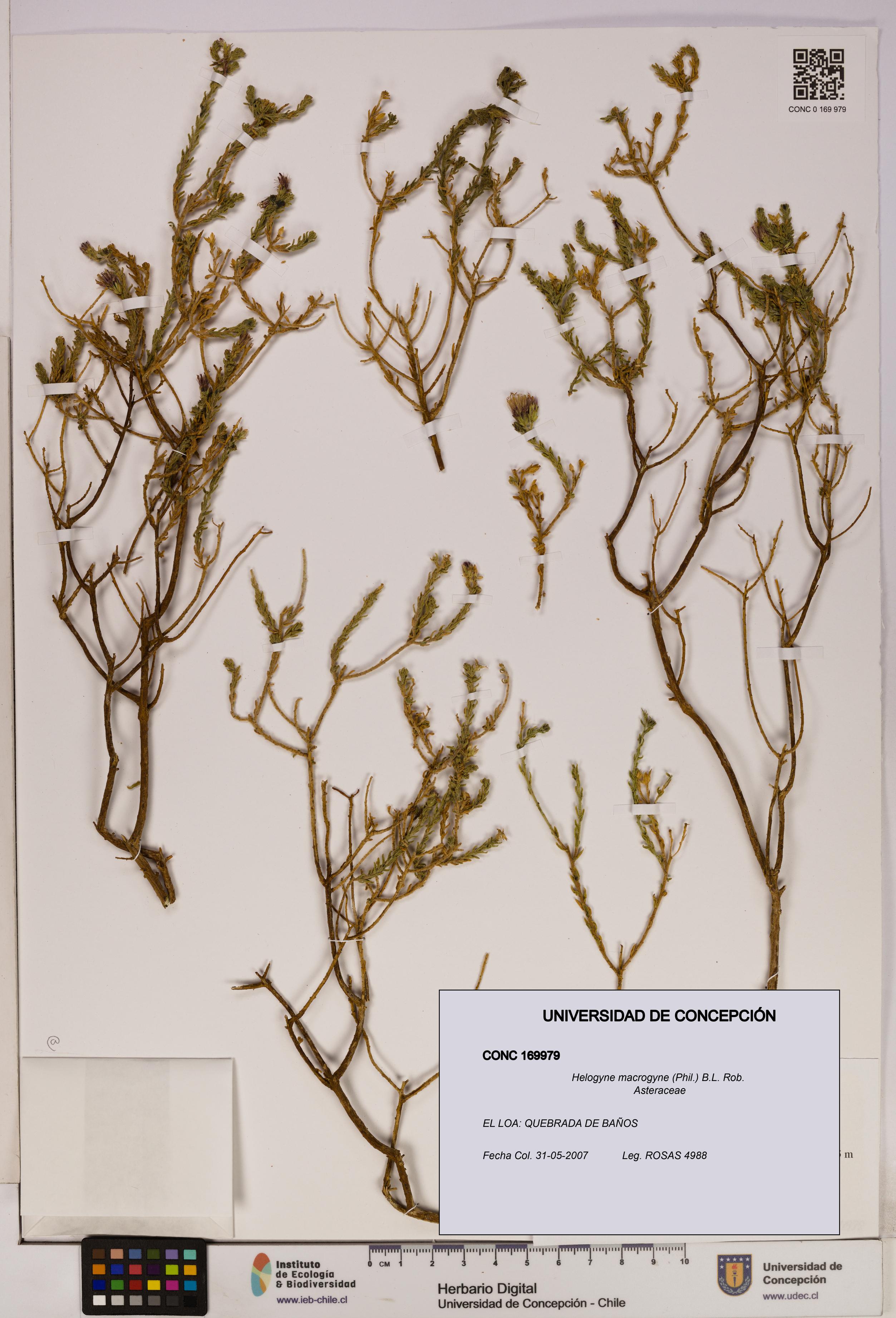 Helogyne macrogyne [Espécimen: UDEC:CONC:0169979]