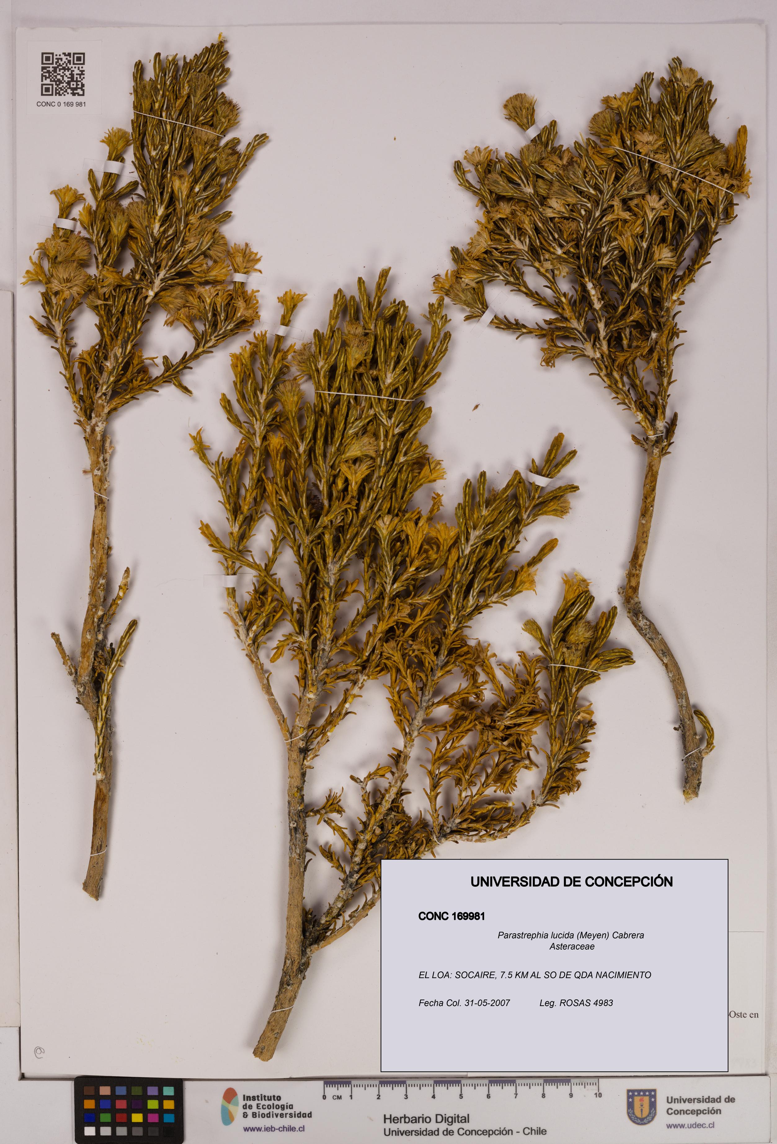 Parastrephia lucida [Espécimen: UDEC:CONC:0169981]