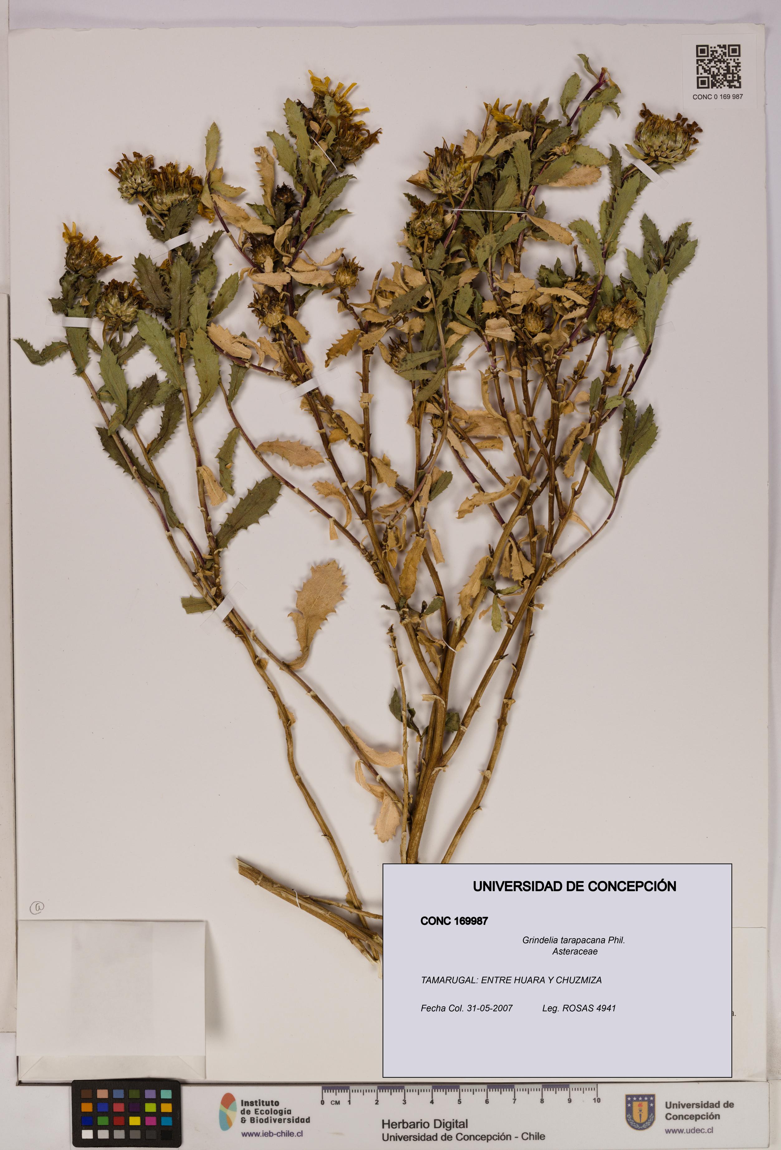 Grindelia tarapacana [Espécimen: UDEC:CONC:0169987]