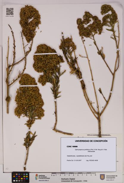 Ophryosporus pinifolius [Espécimen: UDEC:CONC:0169988]