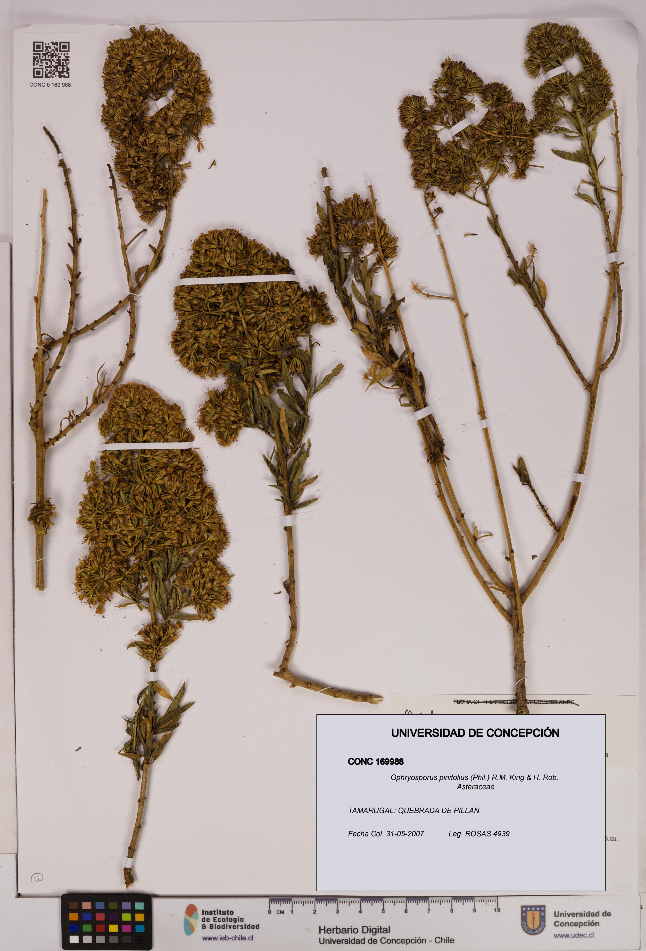 Ophryosporus pinifolius [Espécimen: UDEC:CONC:0169988]