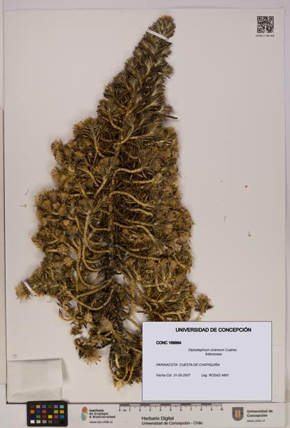 Diplostephium cinereum [Espécimen: UDEC:CONC:0169994]