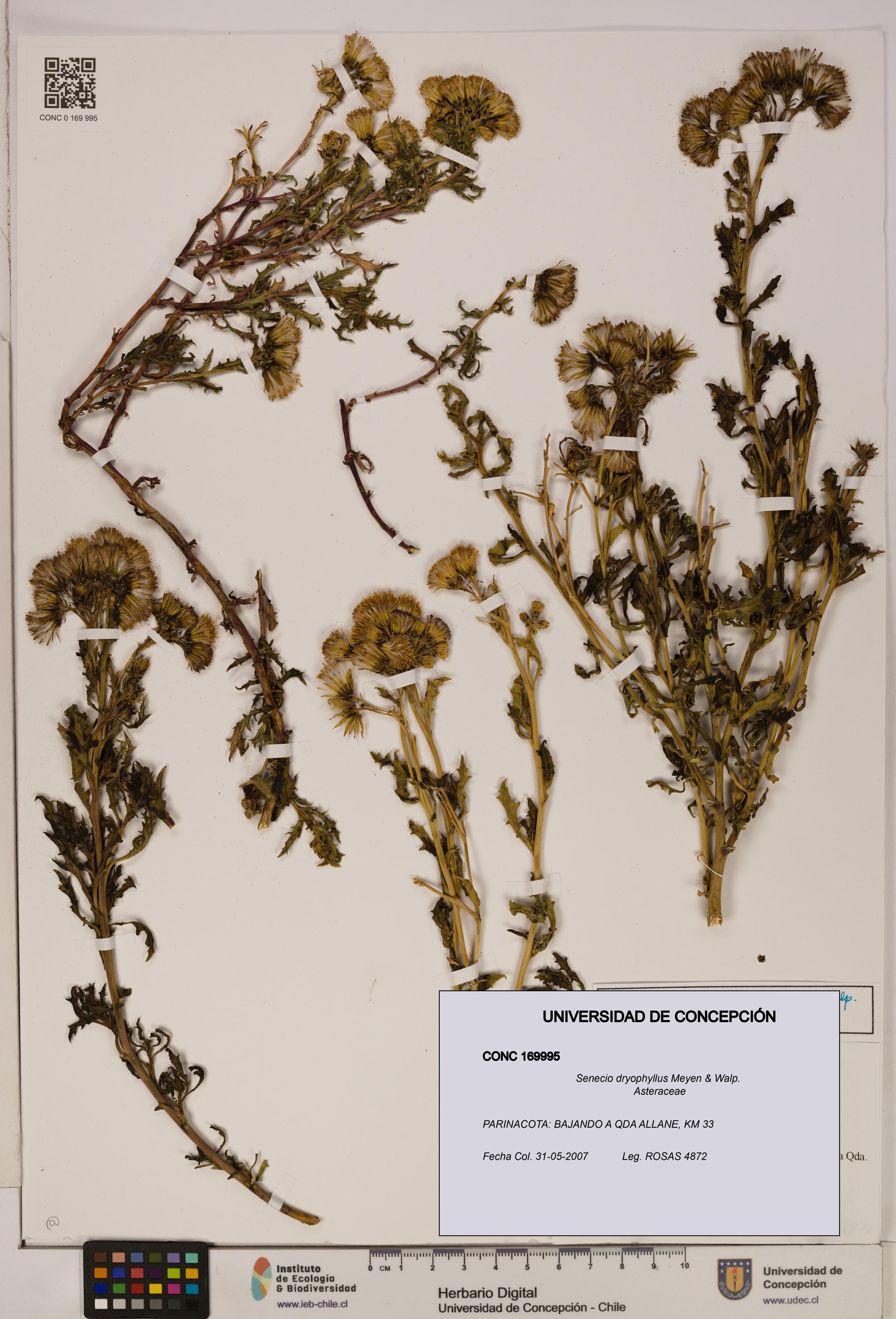 Senecio dryophyllus [Espécimen: UDEC:CONC:0169995]