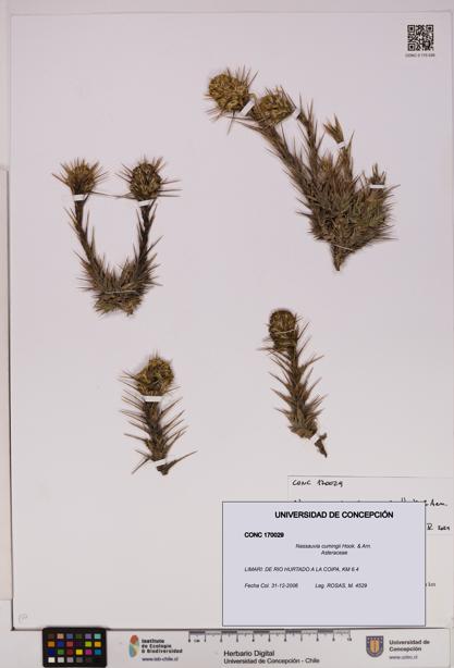 Nassauvia cumingii [Espécimen: UDEC:CONC:0170029]