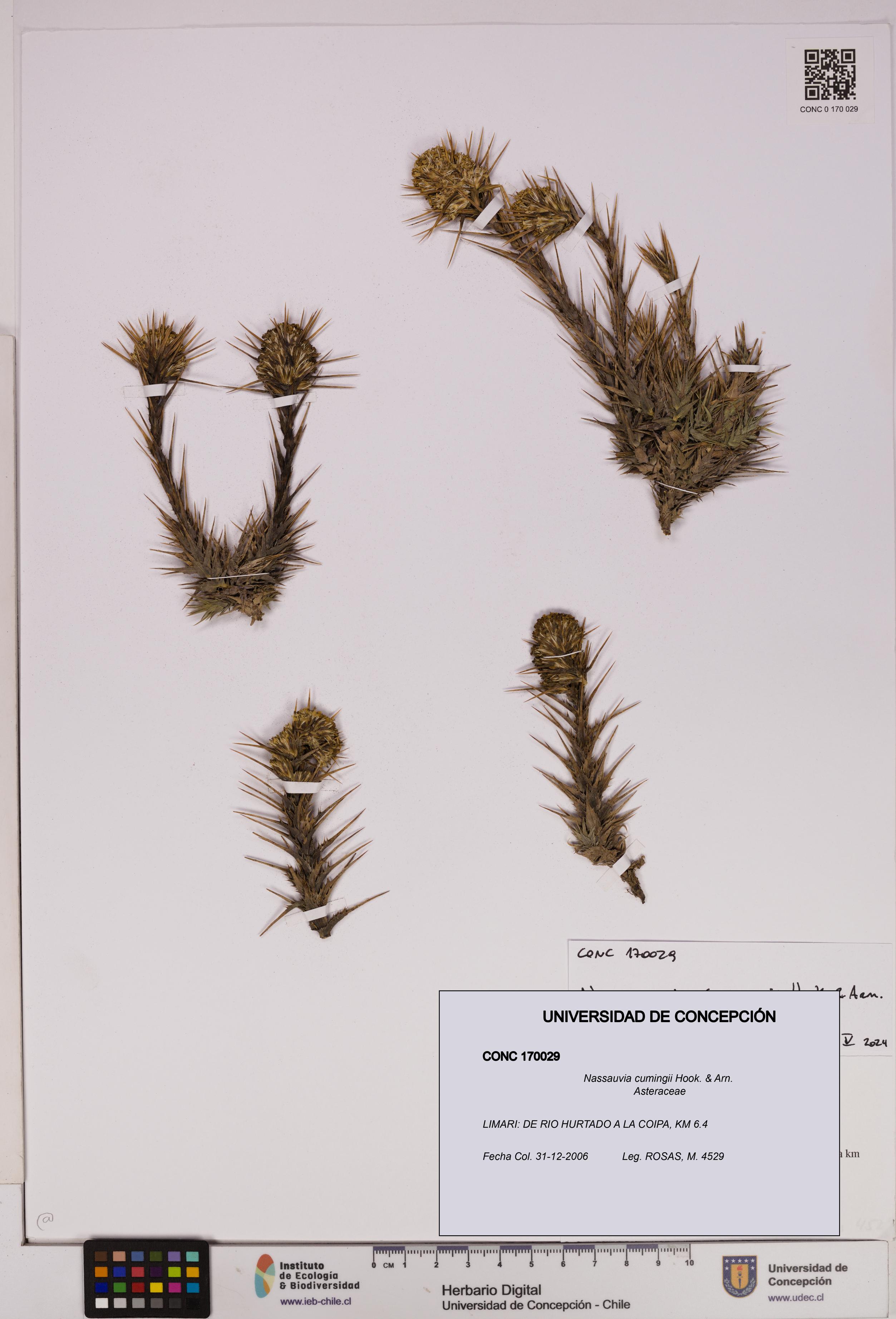 Nassauvia cumingii [Espécimen: UDEC:CONC:0170029]