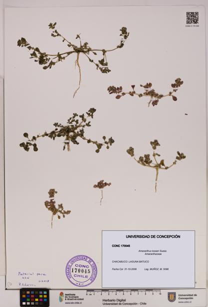 Amaranthus looseri [Espécimen: UDEC:CONC:0170045]