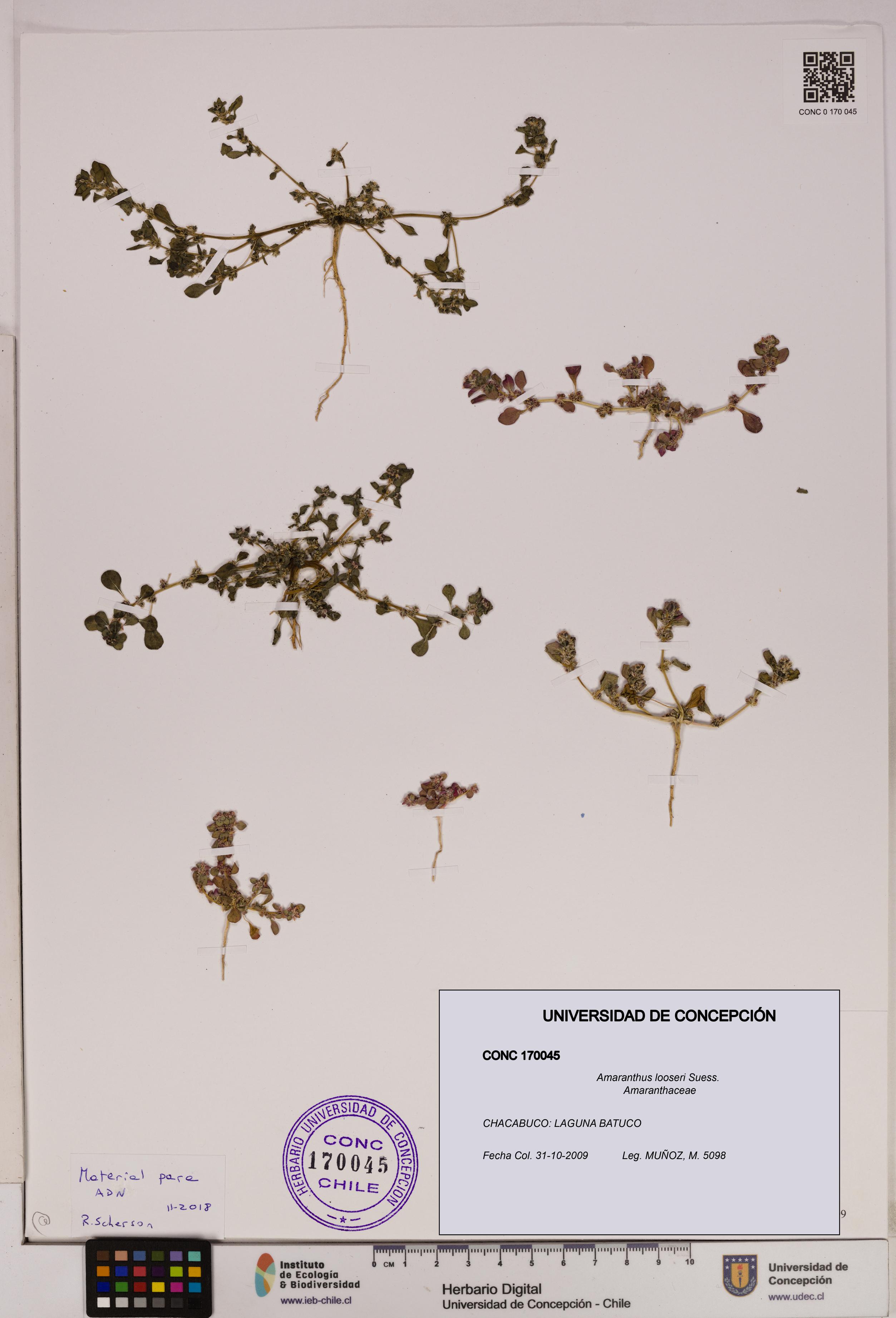 Amaranthus looseri [Espécimen: UDEC:CONC:0170045]