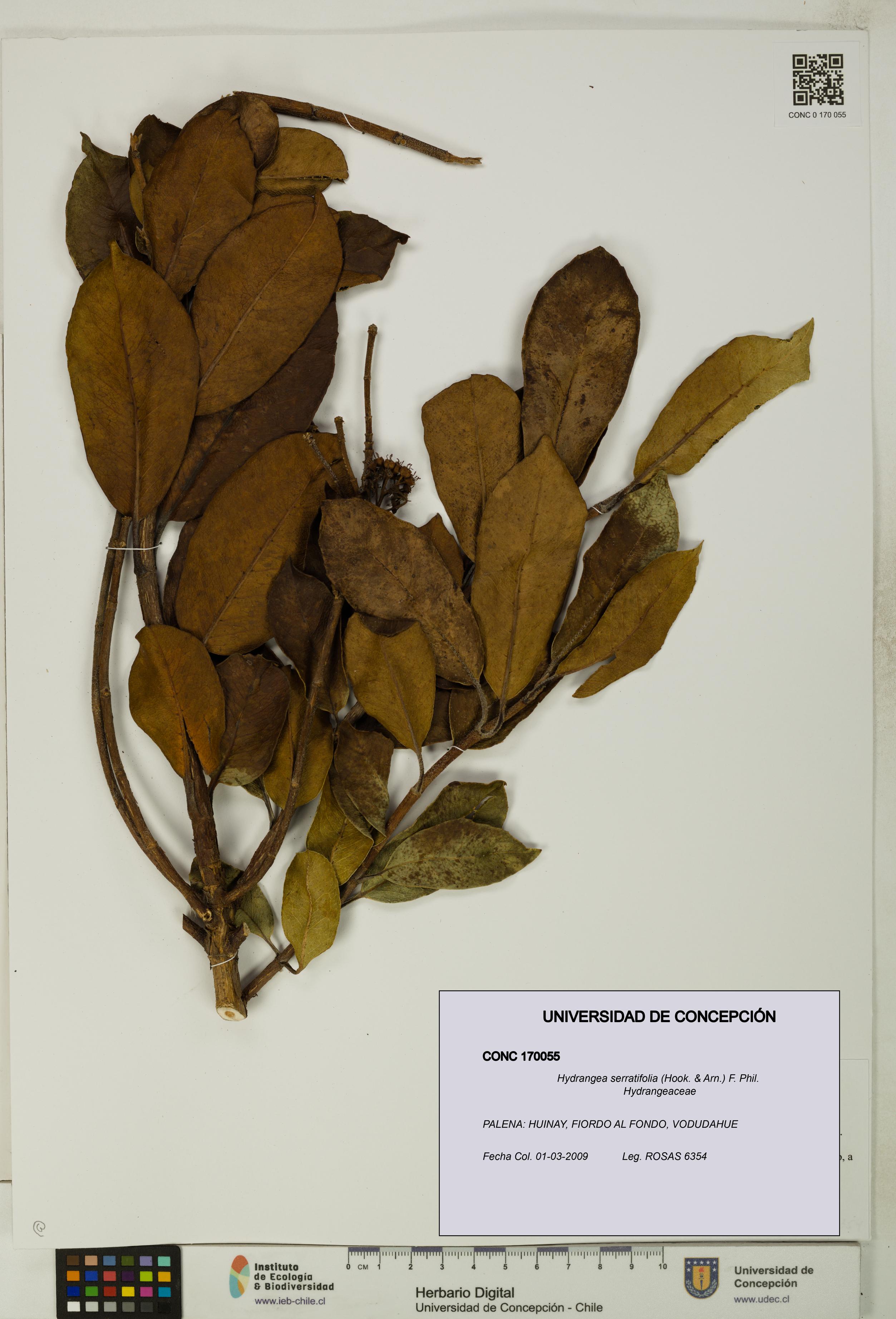 Hydrangea serratifolia [Espécimen: UDEC:CONC:0170055]