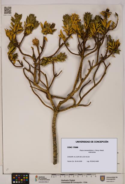 Plazia cheiranthifolia [Espécimen: UDEC:CONC:0170069]