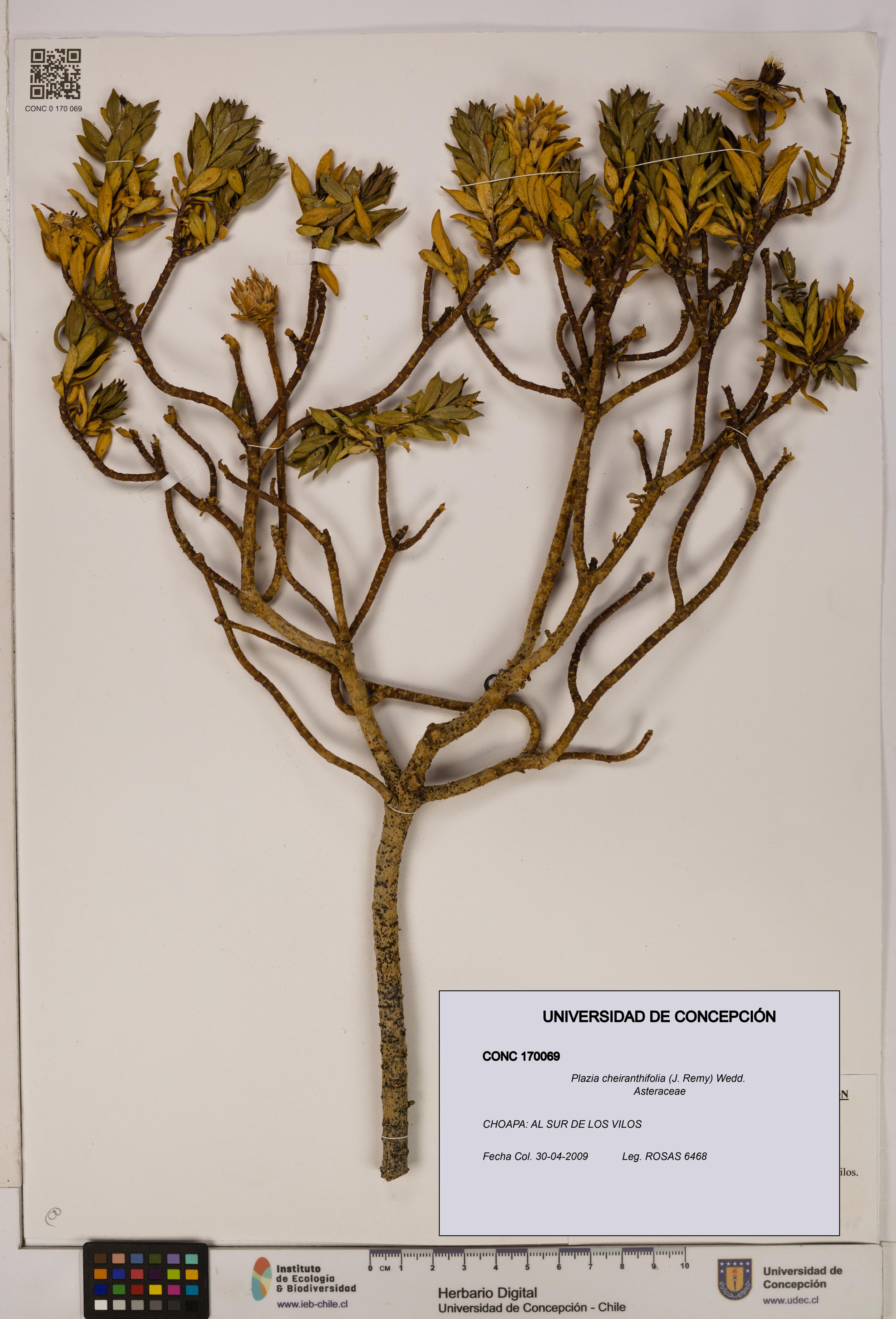 Plazia cheiranthifolia [Espécimen: UDEC:CONC:0170069]
