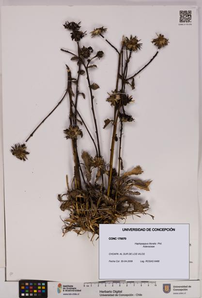 Haplopappus litoralis [Espécimen: UDEC:CONC:0170070]