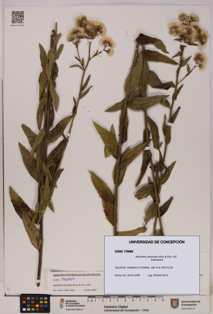 Baccharis racemosa [Espécimen: UDEC:CONC:0170083]