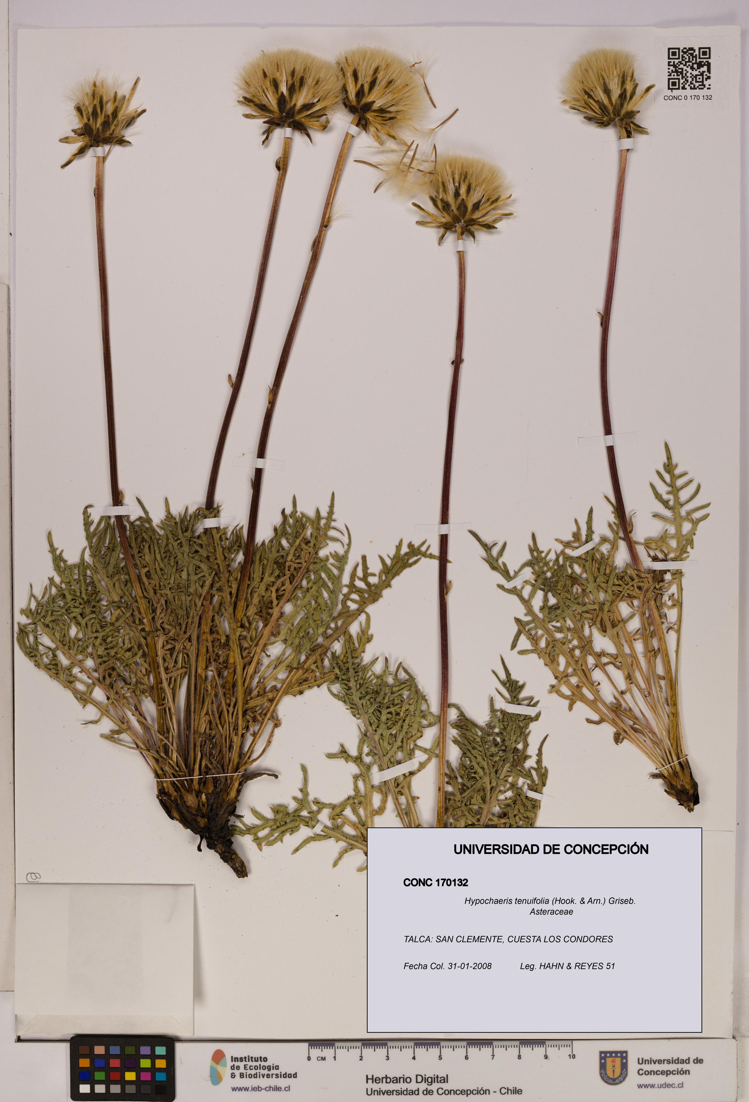 Hypochaeris tenuifolia [Espécimen: UDEC:CONC:0170132]