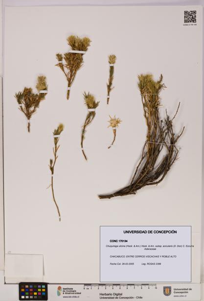 Chuquiraga ulicina [Espécimen: UDEC:CONC:0170134]