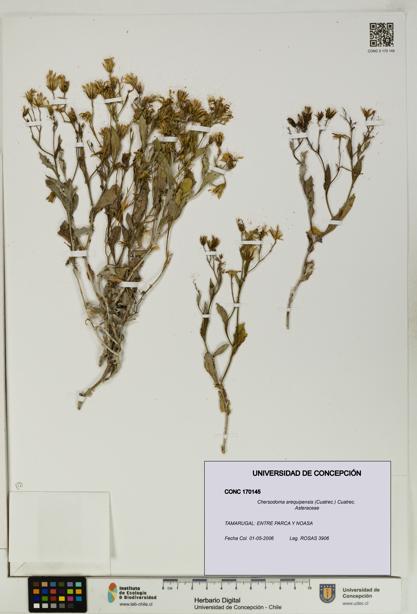 Chersodoma arequipensis [Espécimen: UDEC:CONC:0170145]