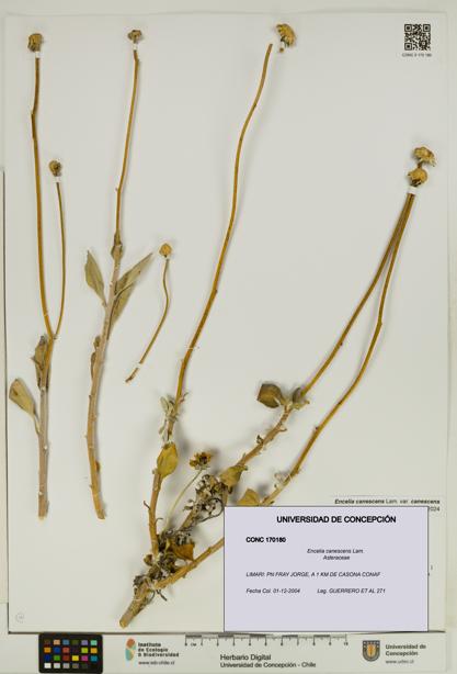 Encelia canescens [Espécimen: UDEC:CONC:0170180]