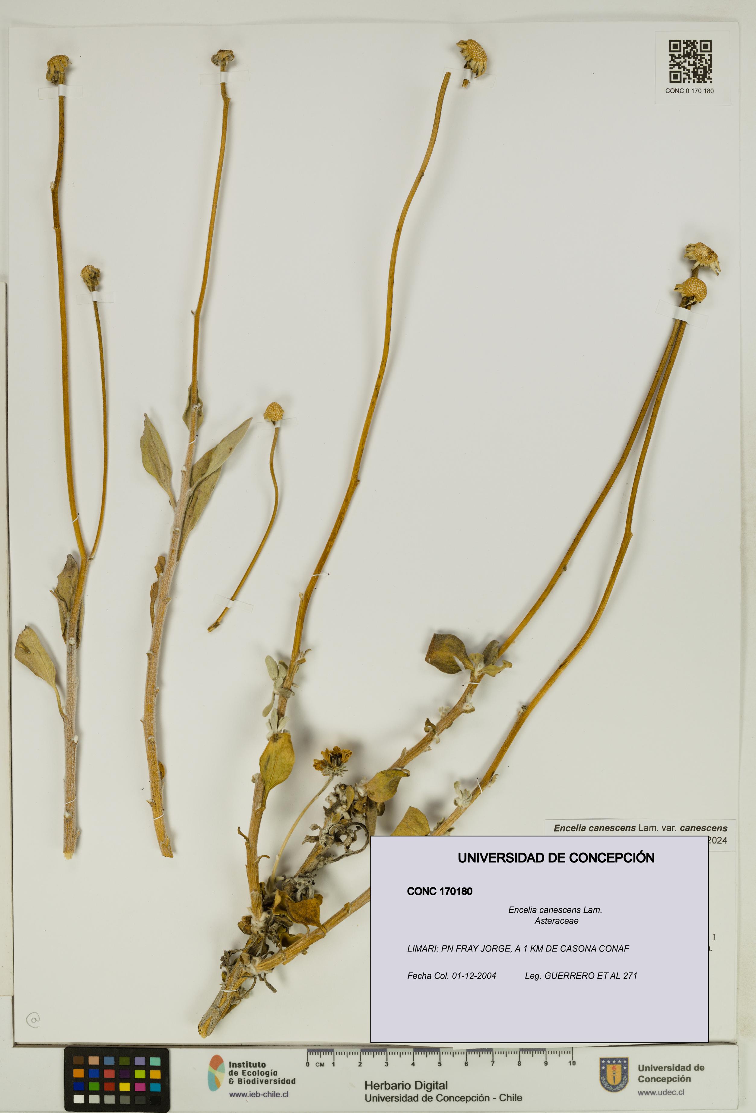 Encelia canescens [Espécimen: UDEC:CONC:0170180]