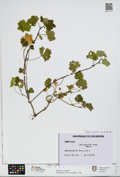 Palaua modesta [Espécimen: UDEC:CONC:0170210]