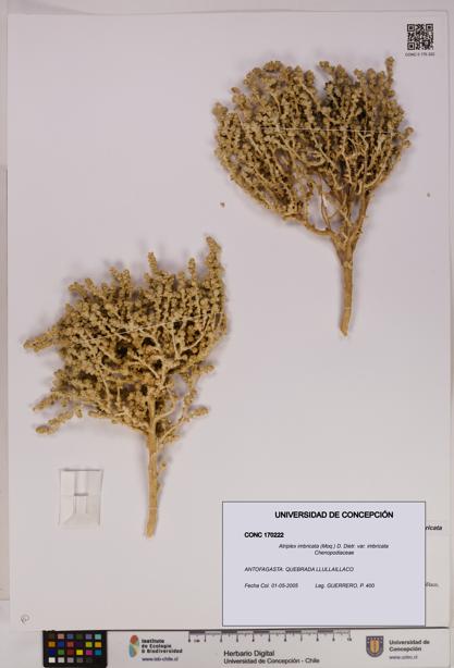 Atriplex imbricata [Espécimen: UDEC:CONC:0170222]